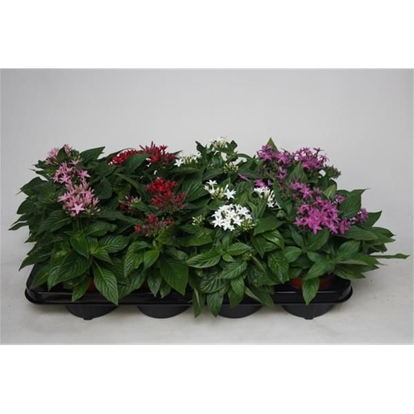 PENTAS