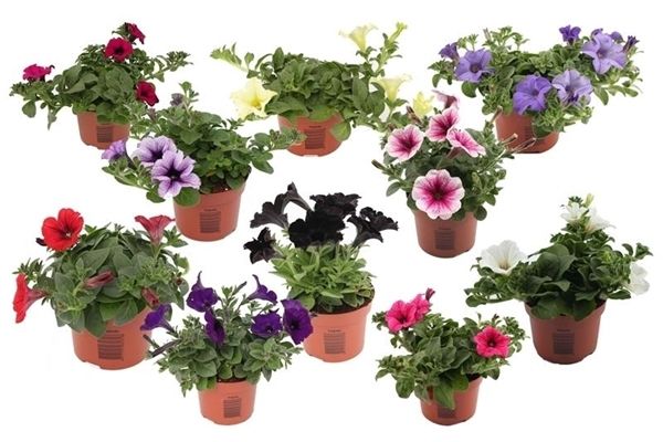 PETUNIA SURFINIA MIX