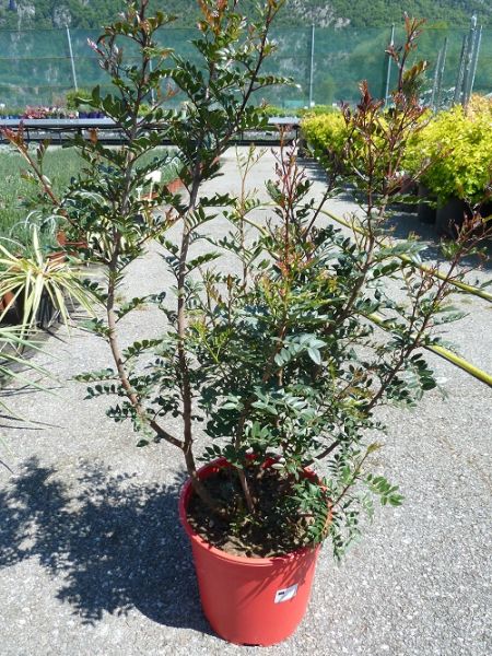 PISTACIA LENTISCUS