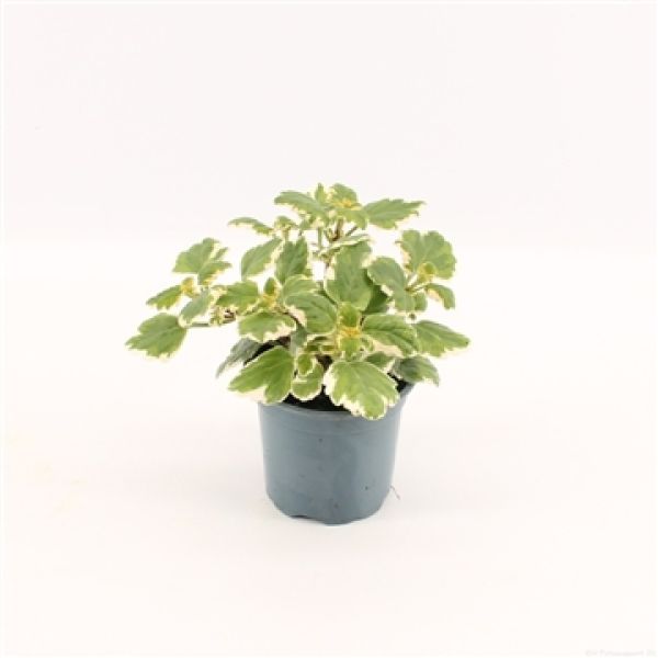 PLECTRANTHUS