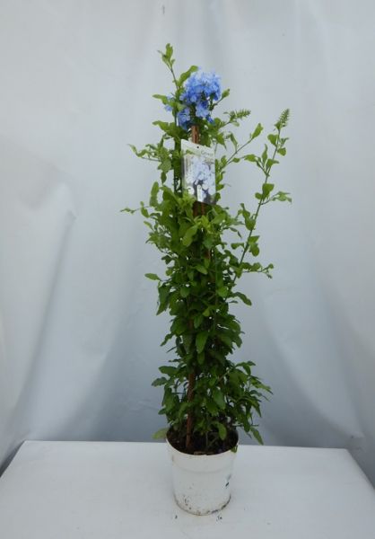PLUMBAGO PYRAMIDE