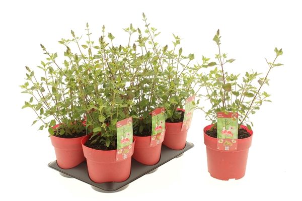 SALVIA HOT LIPS
