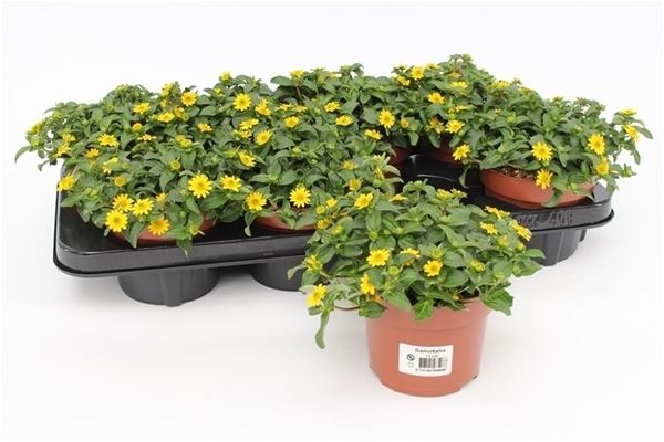 SANVITALIA PROCUMBENS
