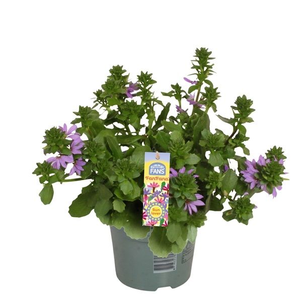 SCAEVOLA FANFANA