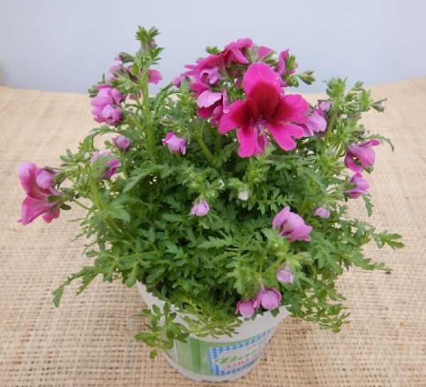 SCHIZANTHUS ATLANTIS