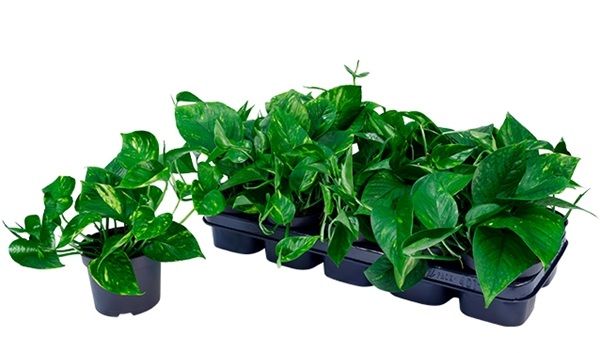SCINDAPSUS AUREUM