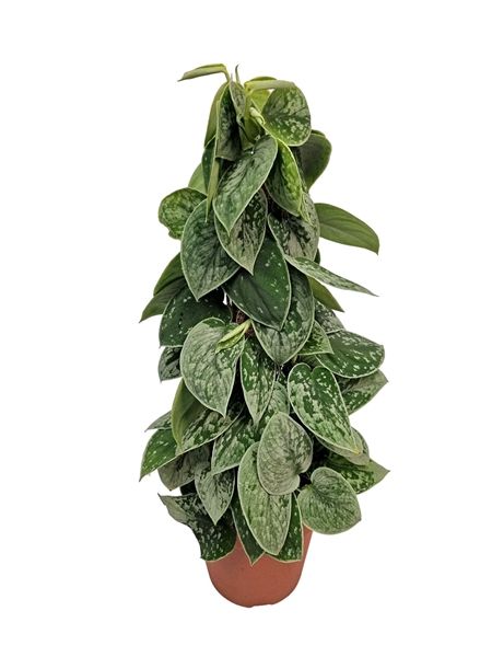 SCINDAPSUS PICTUS SILVERY ANN