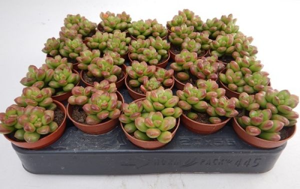 SEDUM RED CORAL