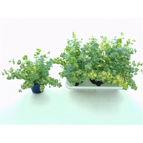 SEDUM SIEBOLDII MEDIOVARIEGATUM XL
