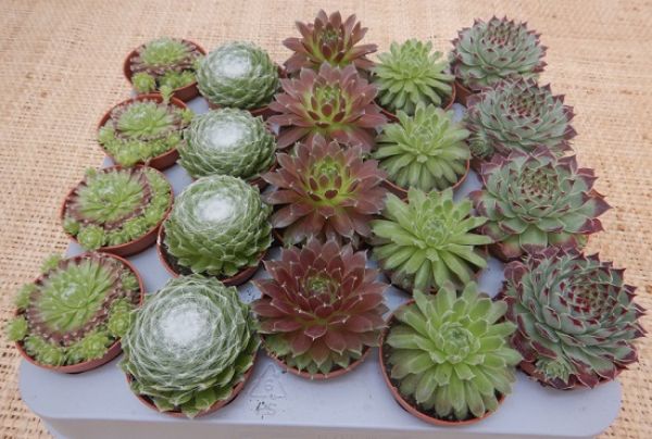 SEMPERVIVUM MIX