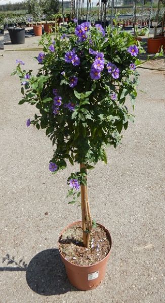 SOLANUM RANTONETII TIGE