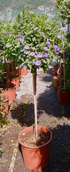 SOLANUM RANTONETII TIGE
