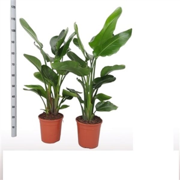 STRELITZIA NICOLAI