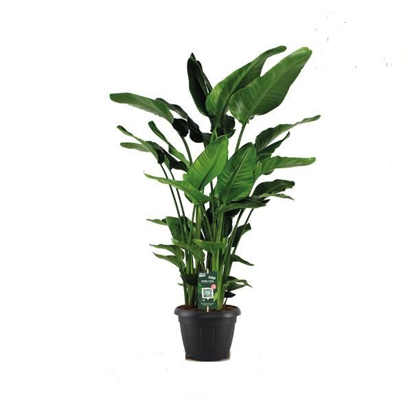 STRELITZIA NICOLAI
