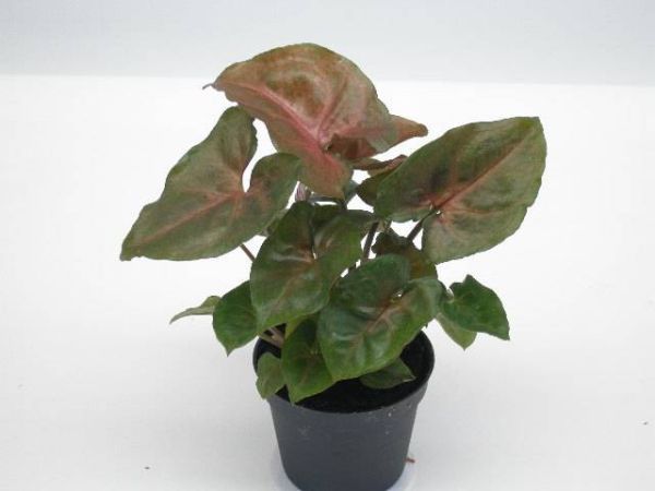 SYNGONIUM PODOPH. MARIA
