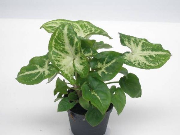 SYNGONIUM PODOPH. ROBUSTA