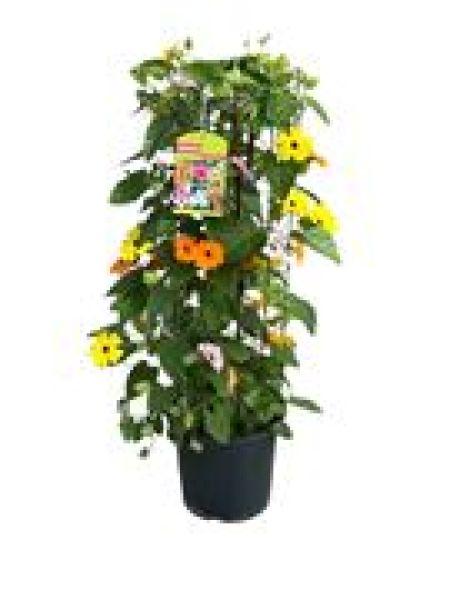 THUNBERGIA ALATA COLONNE