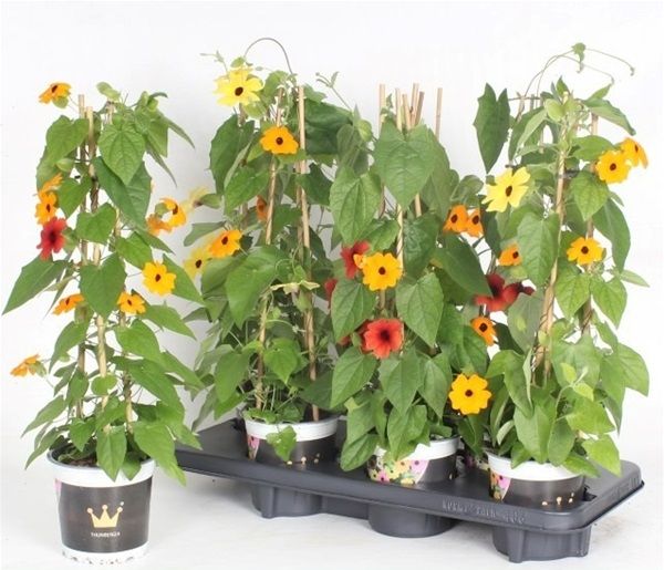 THUNBERGIA ALATA PYRAMIDE