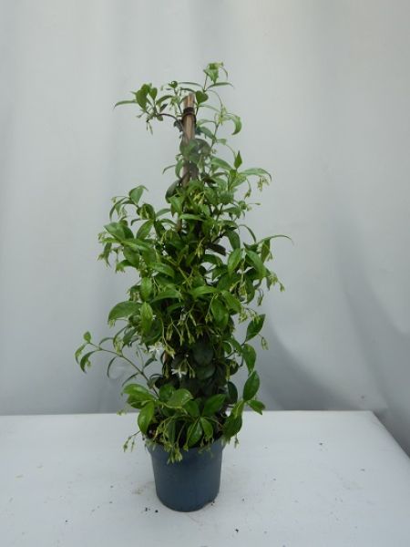 TRACHELOSPERMUM JASMINOIDE