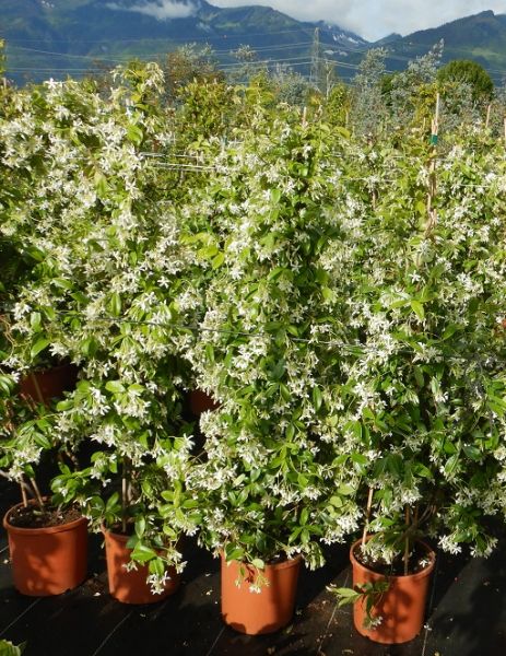 TRACHELOSPERMUM JASMINOIDE