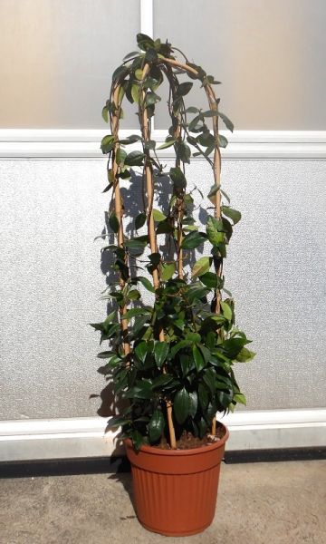 TRACHELOSPERMUM JASMINOIDE ARCEAU