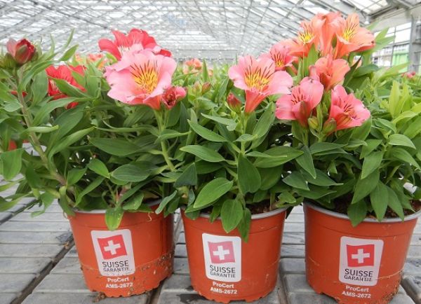 ALSTROEMERIA