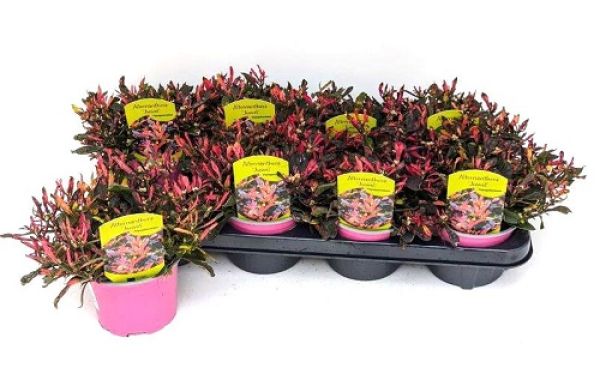 ALTERNANTHERA DENTATA