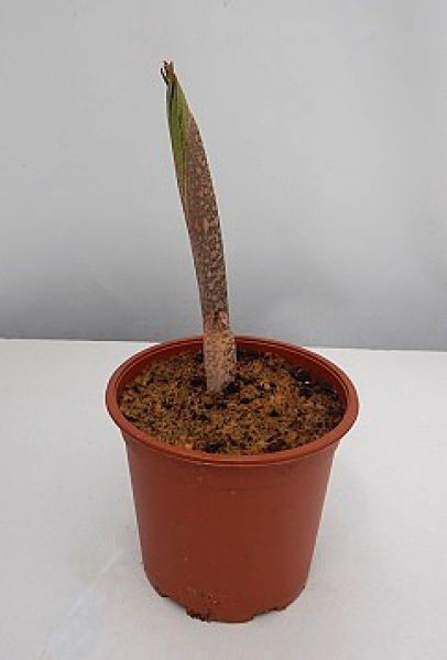 AMORPHOPALLUS BULBIFER -S
