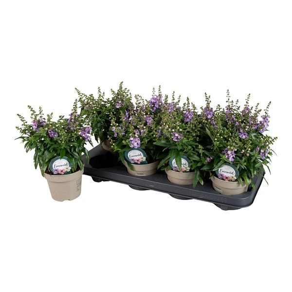 ANGELONIA