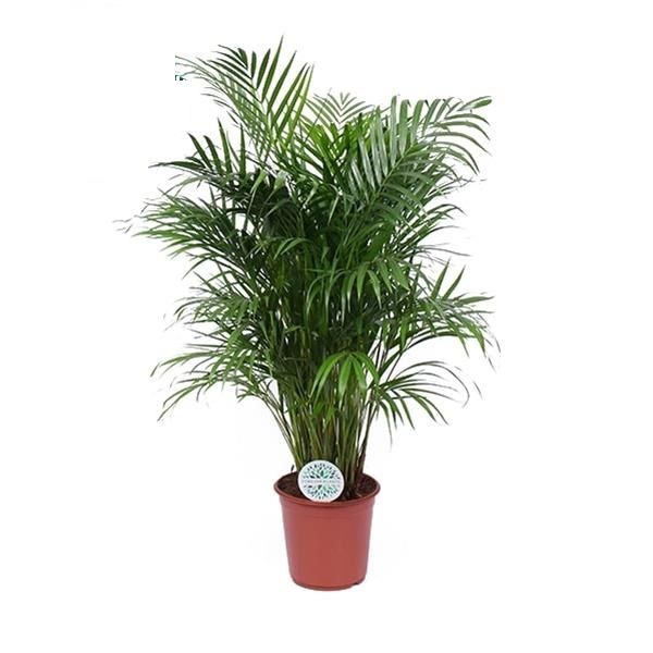 ARECA LUTESCENS