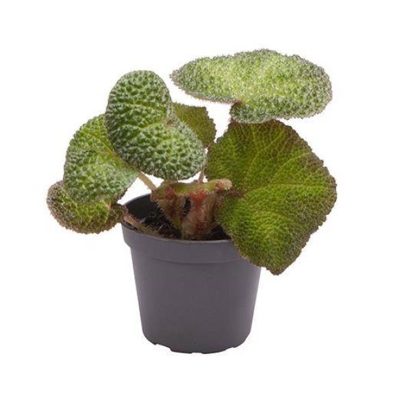 BEGONIA REX SOLI MUTATA