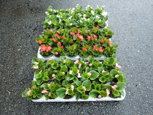BEGONIA SEMPERFLORENS