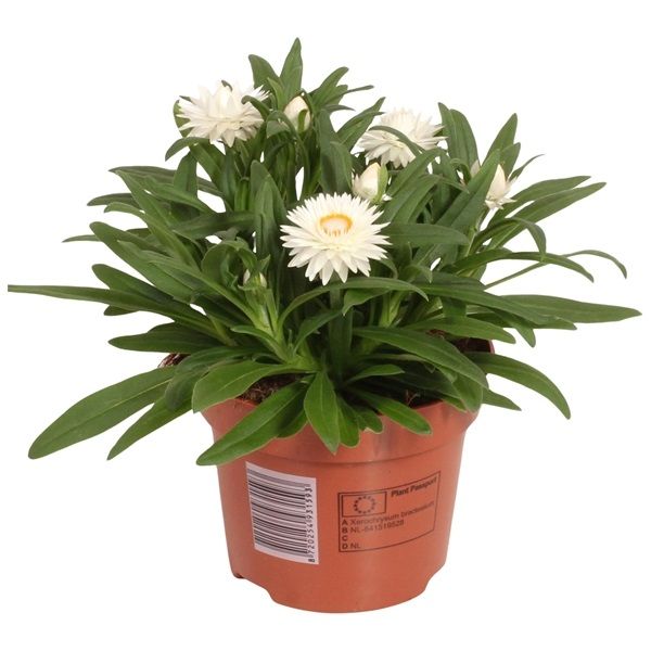 BRACTEANTHA CRISPY