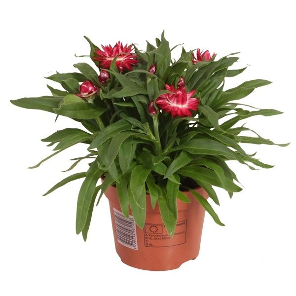 BRACTEANTHA CRISPY