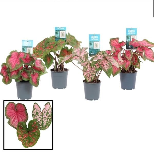 CALADIUM