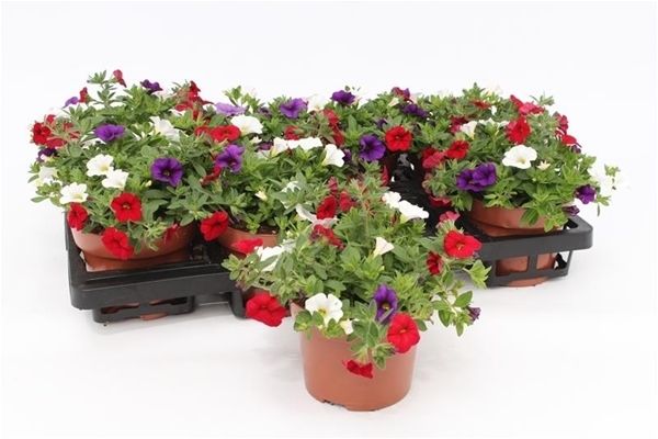 CALIBRACHOA CAFE DE PARIS
