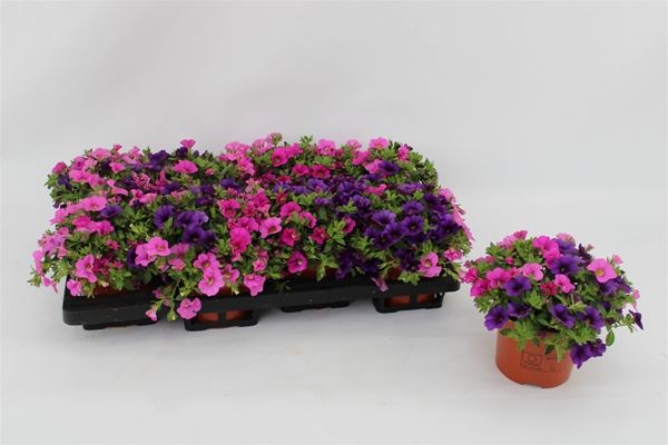 CALIBRACHOA SPIRIT