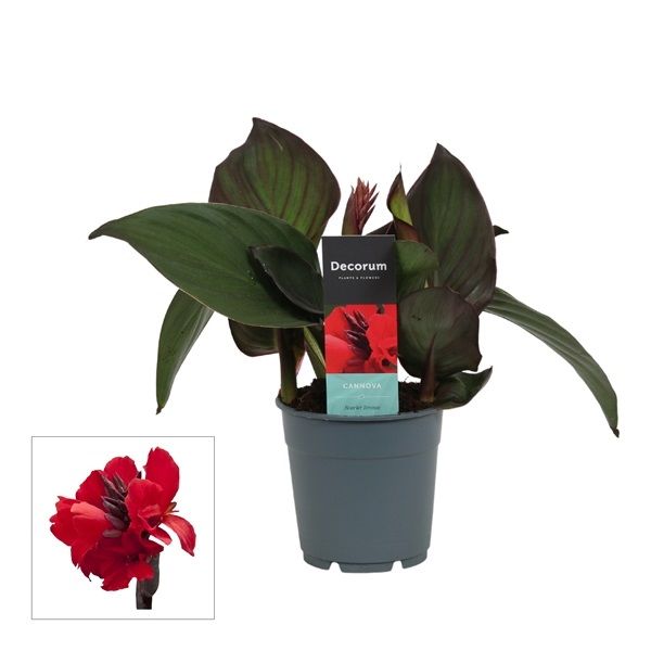 CANNA CANNOVA BRONZE SCARLET