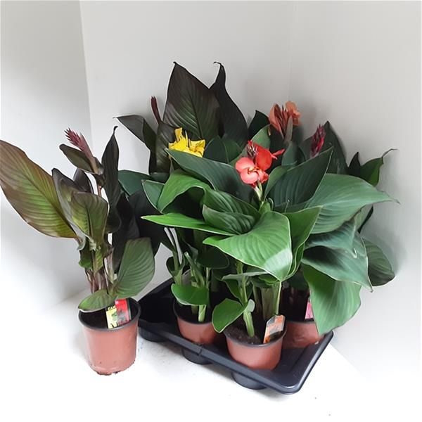 CANNA CANNOVA MIX