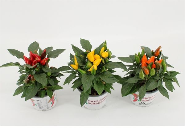 CAPSICUM ANNUUM FAVORIT