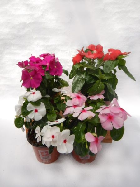 CATHARANTHUS ROSEUS