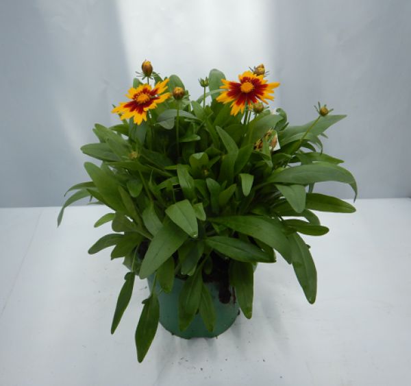 COREOPSIS PRESTO