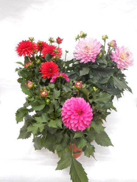 DAHLIA
