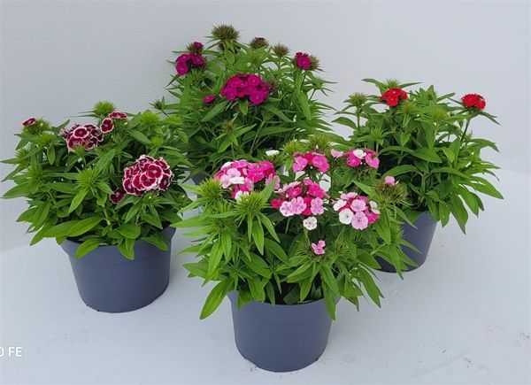 DIANTHUS CHINENSIS