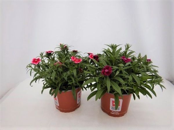 DIANTHUS SUMMER DIAMONDS