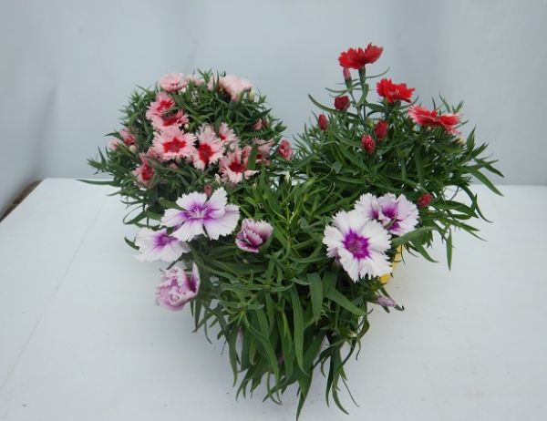 DIANTHUS SUMMER DIAMONDS