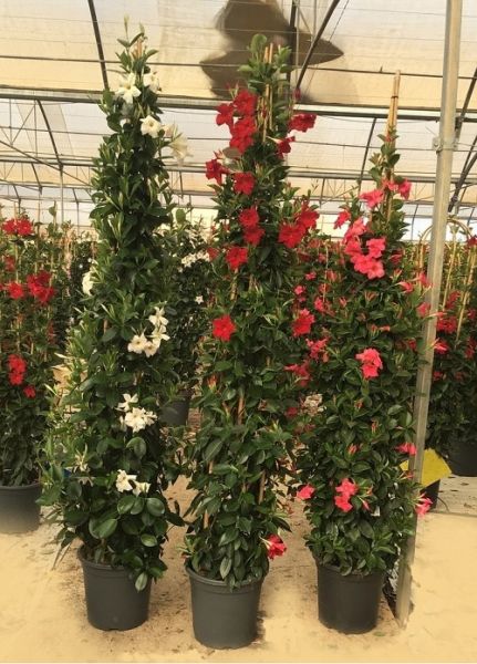 DIPLADENIA SUN. PYRAMIDE