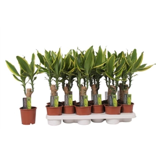 DRACAENA FRAGRANS GOLDEN COAST