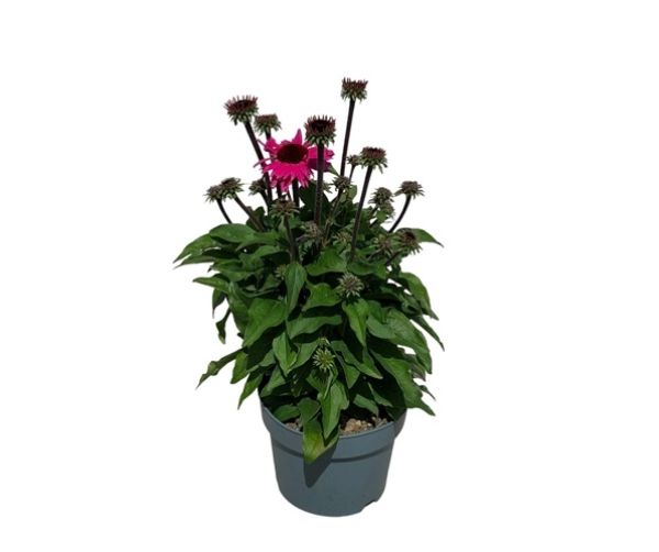 ECHINACEA COURAGE
