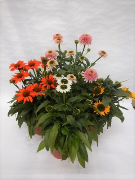 ECHINACEA PURPUREA